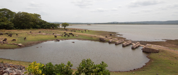 Herd of water buffalo in water in Sri Lanka Asia
