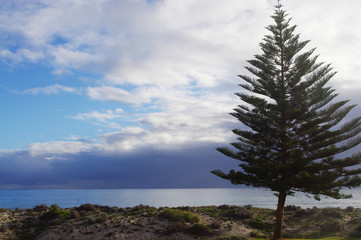 Fototapeta na wymiar Lone Pine tree at beach against stormy sky