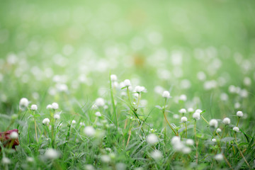 The background of the white grass flowers are green stems, the wallpaper of the intimate leaves, are naturally beautiful, some species can change the color of the season and can stay for a long time.