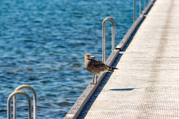 Pacific Gull on Pier Head Turned