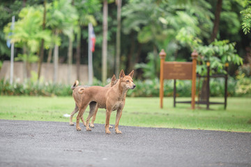 Dog, animal background, 2 dogs sitting, standing to wait for owners, most owners will take a walk...