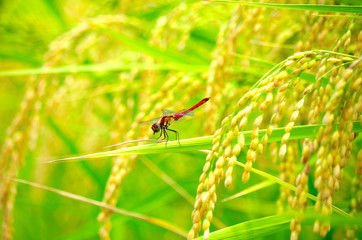 稲穂と赤トンボ © hamatti