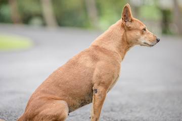 Dogs, animal backgrounds, Thai dogs are waiting for the owner or waiting to play with the dog together, most of the owners will take a walk in the morning while exercising or walking in the evening.