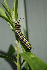 Caterpillar Monarch Butterfly chrysalis leaf