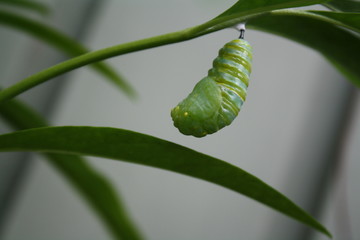 Chrysalis Monarch Butterfly Cocoon