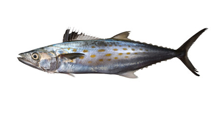 Atlantic Spanish mackerel (Scomberomorus maculatus ). Isolated on white background