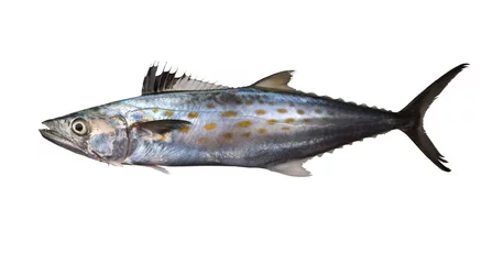 Foto auf Glas Atlantic Spanish mackerel (Scomberomorus maculatus ). Isolated on white background © Irina K.