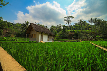 Plakat Traditional house in the middle of rice fields