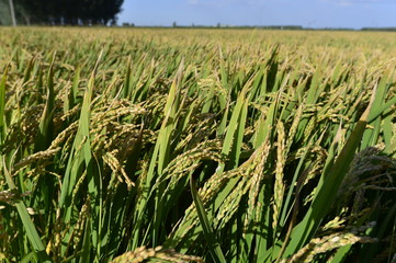 Mature rice in the field
