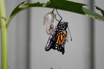 Monarch Butterfly emerging chrysalis cocoon