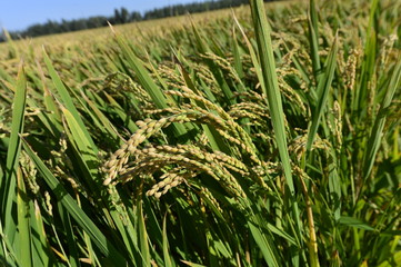 Obraz premium Mature rice in the field