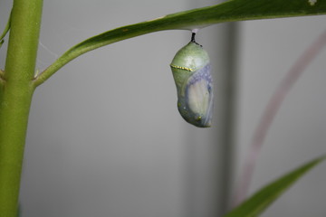 Monarch Butterfly emerging chrysalis cocoon