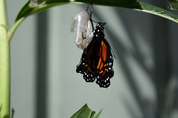Monarch Butterfly emerging chrysalis cocoon