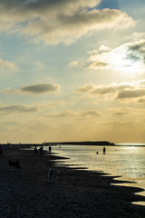 Obraz na płótnie Canvas Dog Beach Sunset