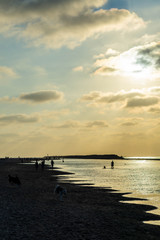 Fototapeta premium Dog Beach Sunset
