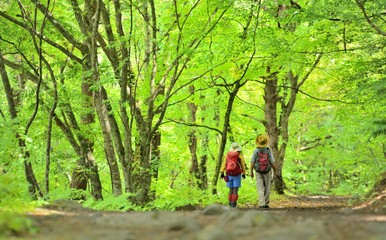 Obraz premium 緑の森を歩くハイカー