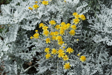 Yellow Flower White Plant