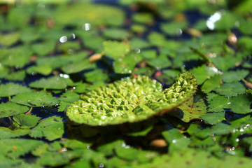 Leaf of Euryale ferox