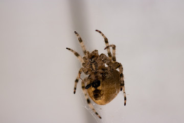 Wild Wed Spider