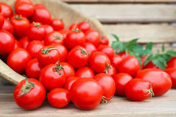 Fresh tomato crop in a wooden bowl