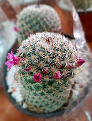 colorido cactus en maceta
