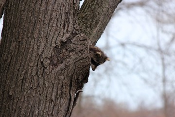 Racoon Peaking out of Tree