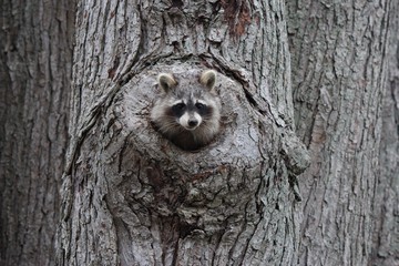Racoon in Tree