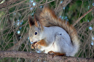 squirrel