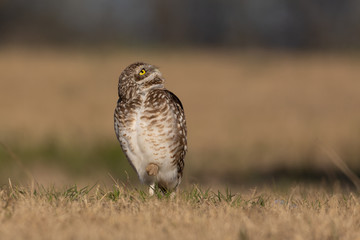 Burrowing owl standing on a meadow.