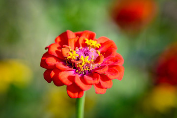 red flower