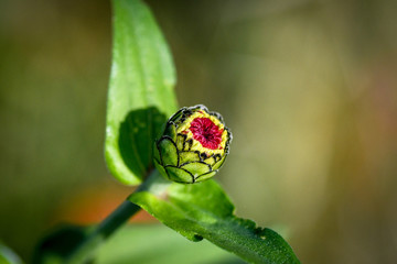 flower bud