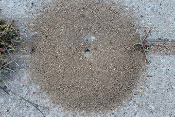 circular ant hill with ants