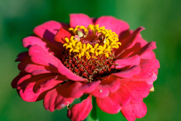 Red Flower Macro