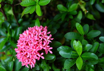 pink spike flowers or ixora  in the garden
