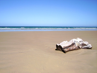 Fototapeta na wymiar Bleached drift wood log on beach