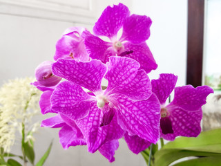 Orquídeas florecidas