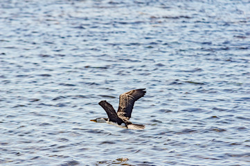 Cormorant Low Flying