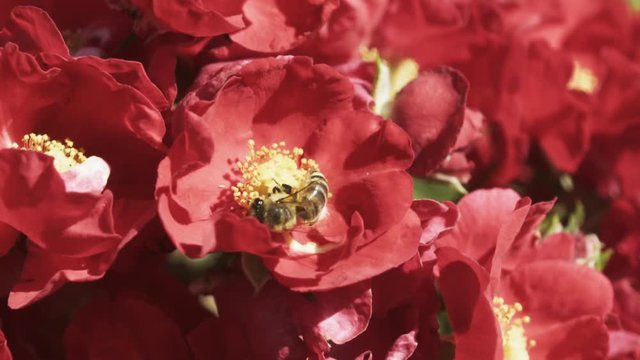 Bee pollinating flower supe slow motion, Shot on RED EPIC