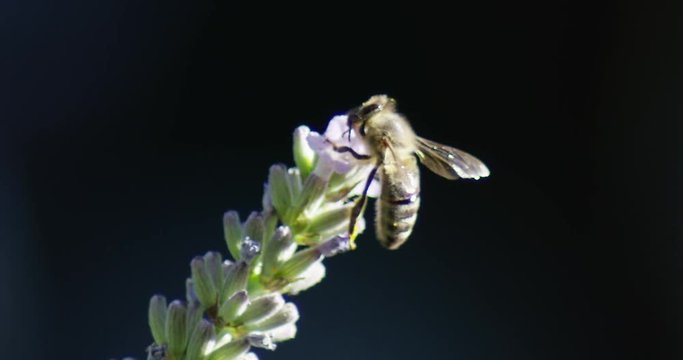 Biene Blume bestäuben