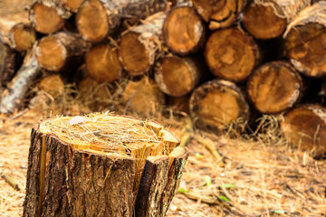 Wood pile in soft focus in background with splitting log in foreground focus