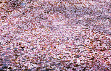 桜　花びら　水　素材