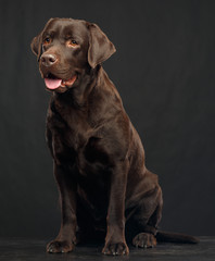 Fototapeta premium Pies Labrador na na białym tle czarnym tle w studio