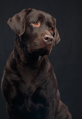 Labrador Dog on Isolated Black Background in studio