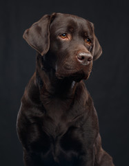 Labrador Dog on Isolated Black Background in studio