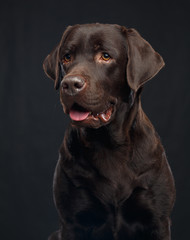 Labrador Dog on Isolated Black Background in studio