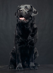Labrador Dog on Isolated Black Background in studio