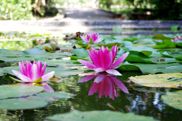 Pink Water Lily in pond