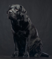 Labrador Dog on Isolated Black Background in studio