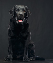 Labrador Dog on Isolated Black Background in studio