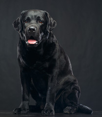Fototapeta na wymiar Labrador Dog on Isolated Black Background in studio